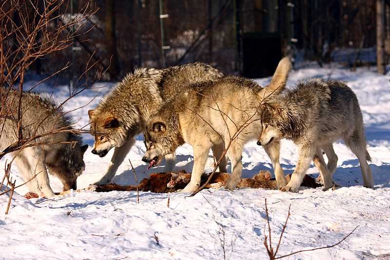 Способы охоты волков на мелких животных