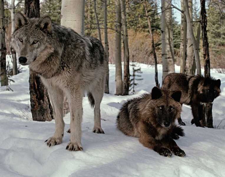 Как волки ухаживают за своей шерстью?