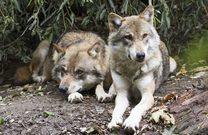Особенности социальной организации волчьих стаей