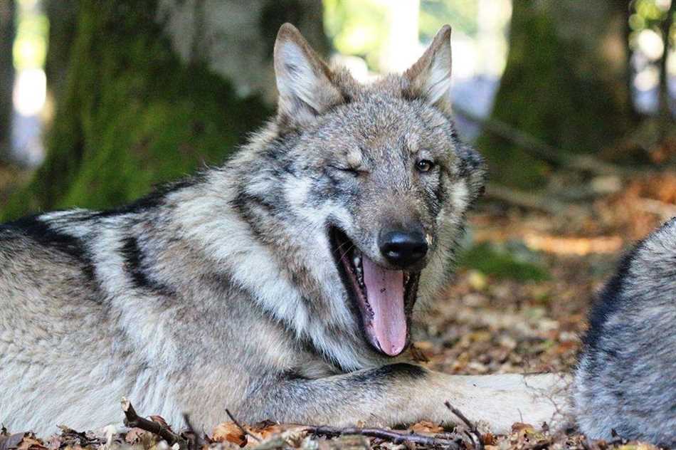 Волки как регуляторы популяций животных