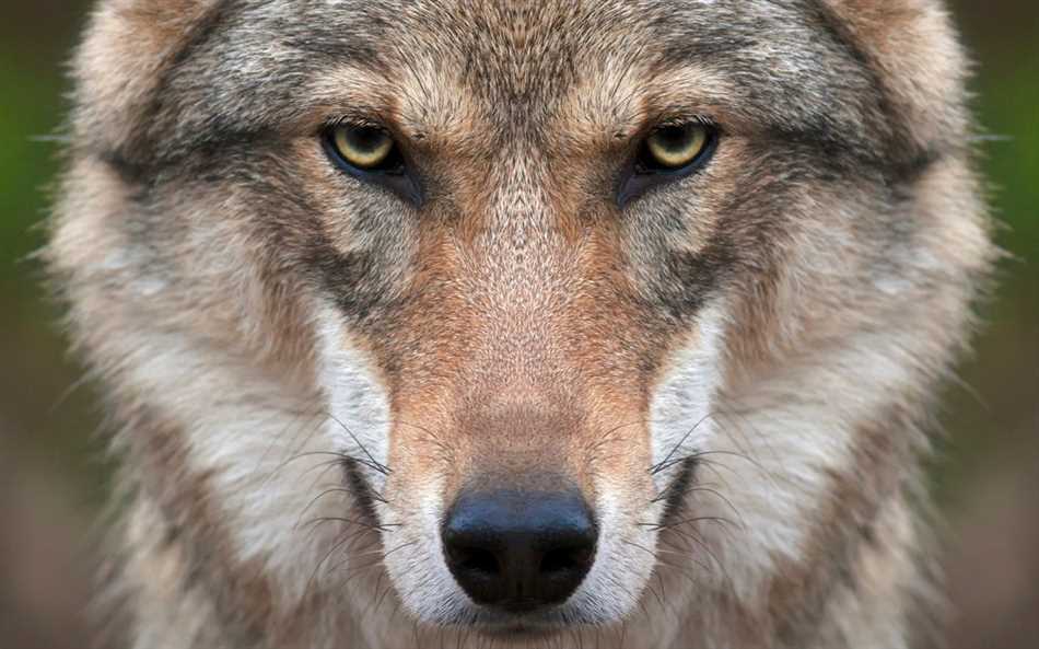 Волки и экосистемные процессы