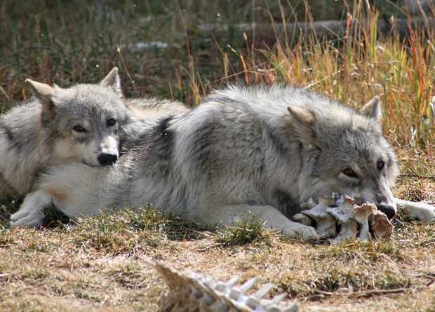 Как волки влияют на экосистему?