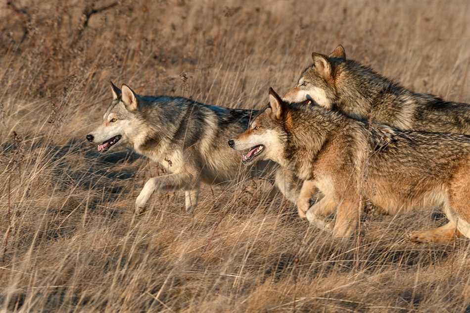 Волки как регуляторы популяции добычи