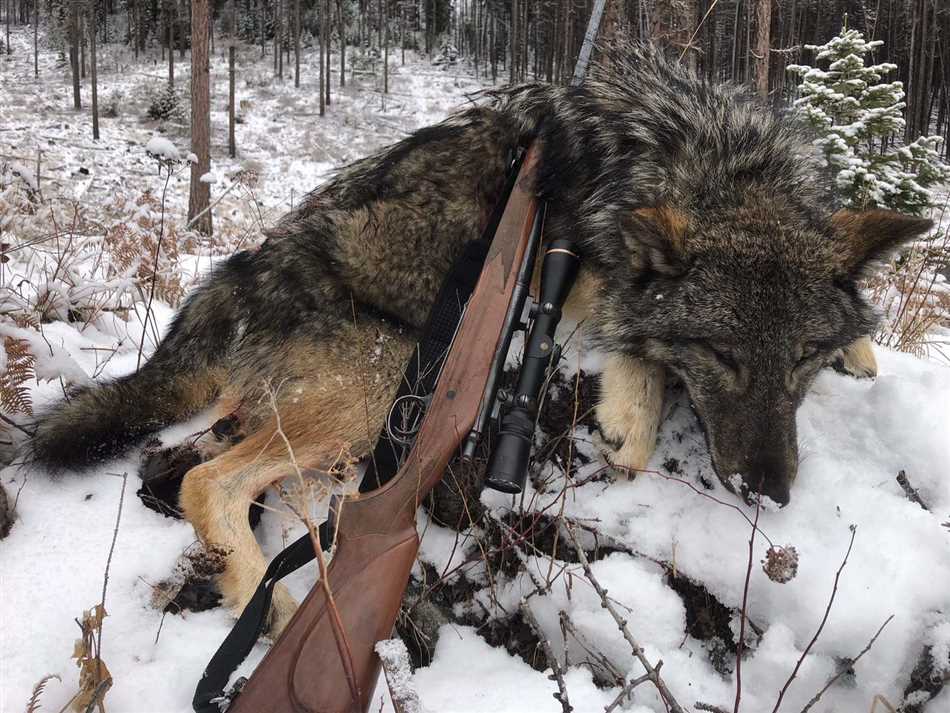 Социальная структура волчьей стаи и ее влияние на устойчивость охоты