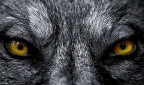Влияние волков на сельское хозяйство: почему это важно