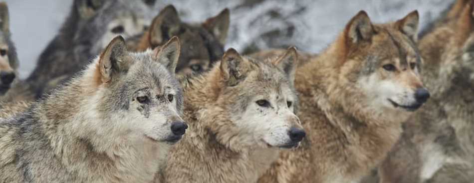 Как волки защищают свою территорию?