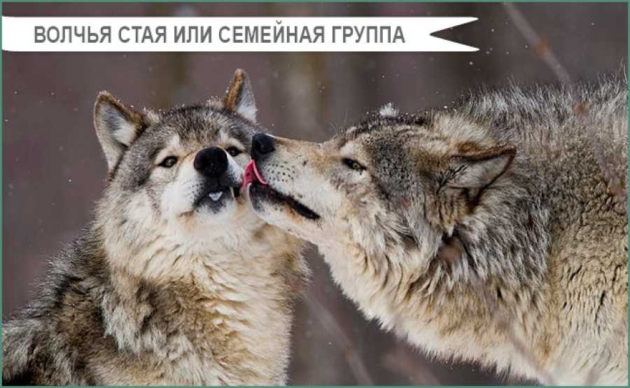Устоявшиеся пары волков