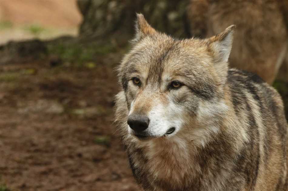 Развитие и обучение детенышей волка