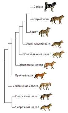 Суровая иерархия в стае волков