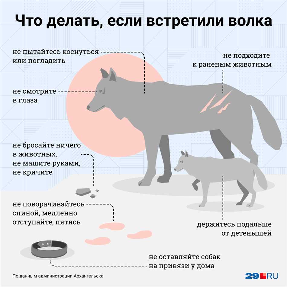 Соблюдение правил безопасности в волчьих местах