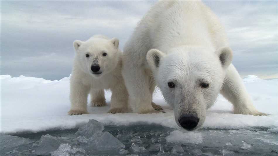 Как живут белые медведи на северном полюсе они впадают в спячку?