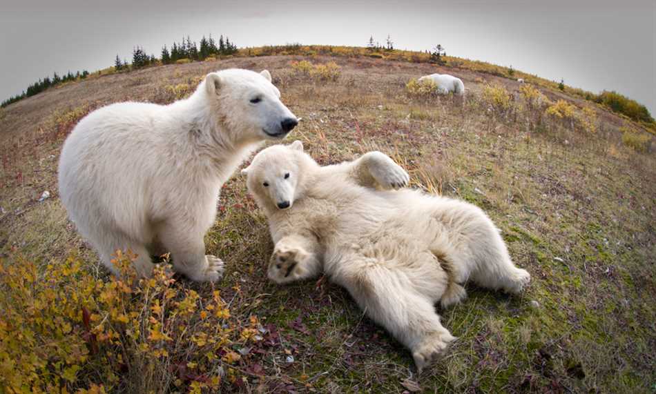 Как живут белые медведи?