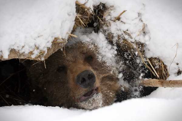 Как зимуют медведи в природе?