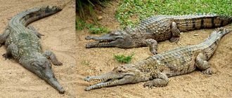 Как называется брат крокодила?