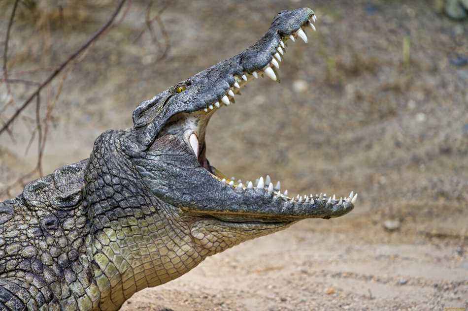 Разновидности и места обитания крокодилов убийц