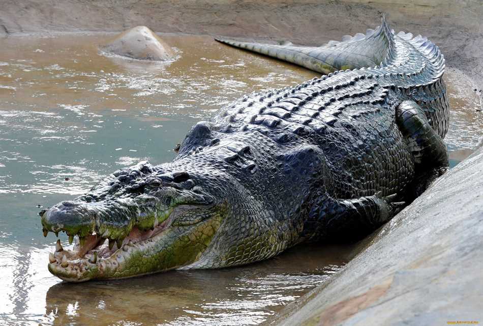 Крокодил Убийца Гавайский: Исследуем легенду о страшном хищнике!