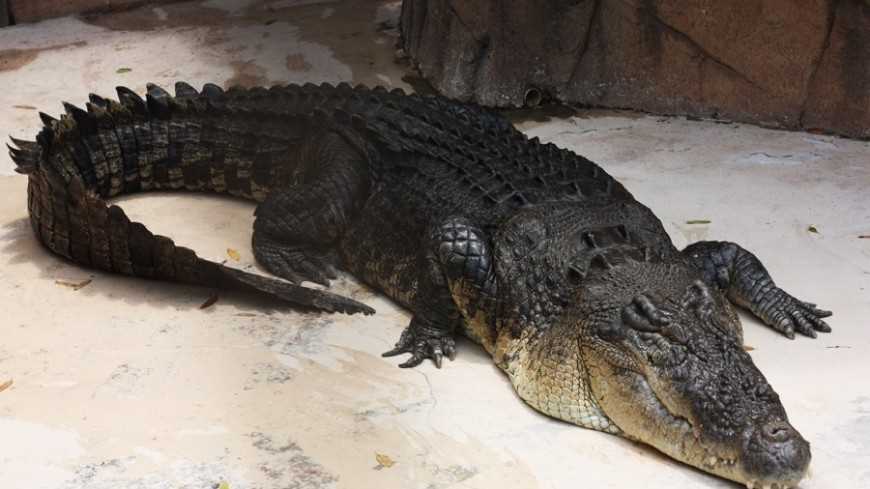 Как звали крокодила людоеда?