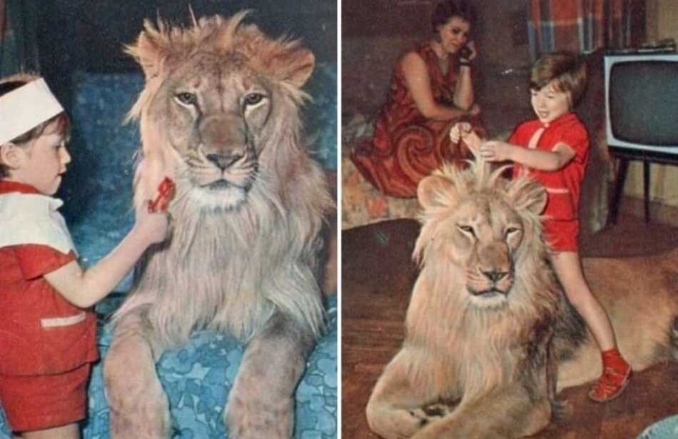 История льва у берберовых
