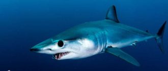 Какая акула опаснее для человека - тигровая или белая?