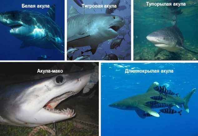 Выбор наиболее опасной акулы для человека: тигровая или белая?