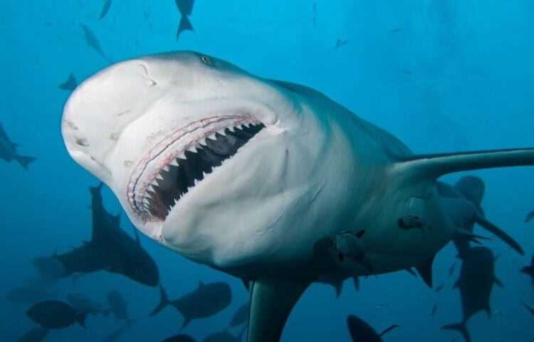 Как правильно вести себя, если столкнулись с акулой?