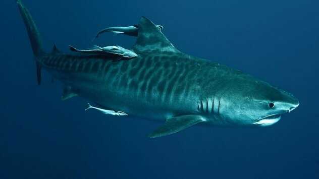 Какая акула опасней тигровая или белая?