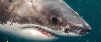 Как выбрать безопасную акулу для себя и своих близких