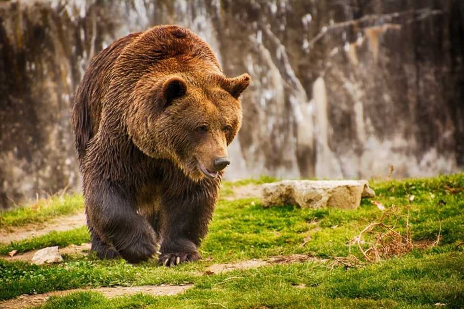 Пищевые привычки и заболеваемость у медведей