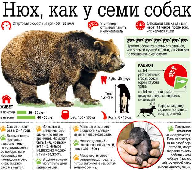 Опасности, могущие вызвать болезнь у медведей