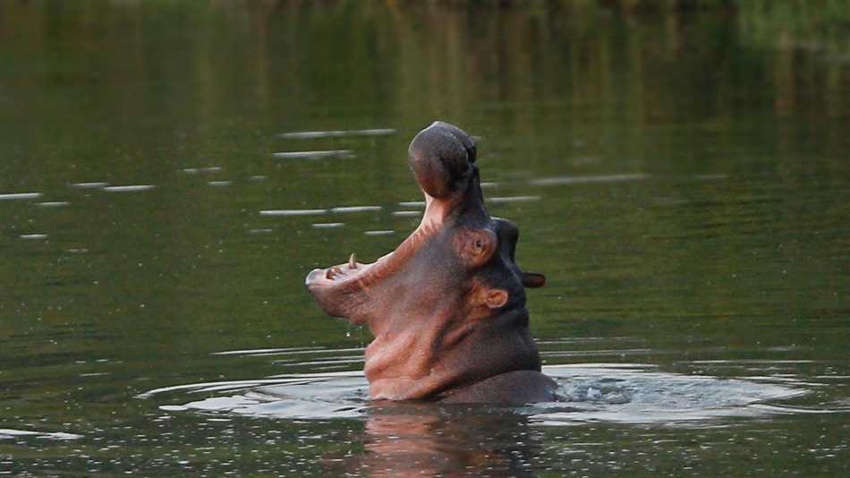Угроза для людей и животных