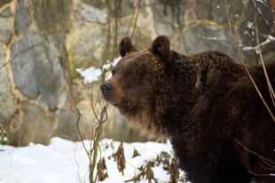 Медведь способствует разнообразию флоры и фауны