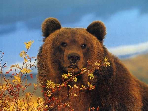 Распространение растений благодаря медведям