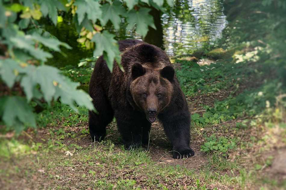 Какая польза от медведя в природе?