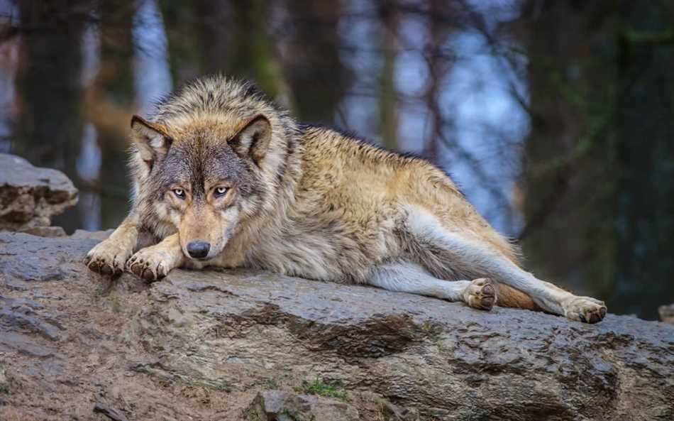 Роль волков в борьбе с болезнями