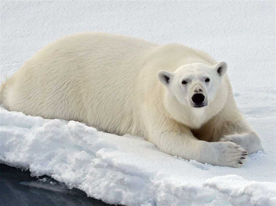 Состояние и подсчет популяции белого медведя