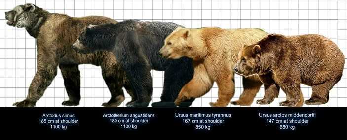 Факторы, влияющие на размер популяции белого медведя
