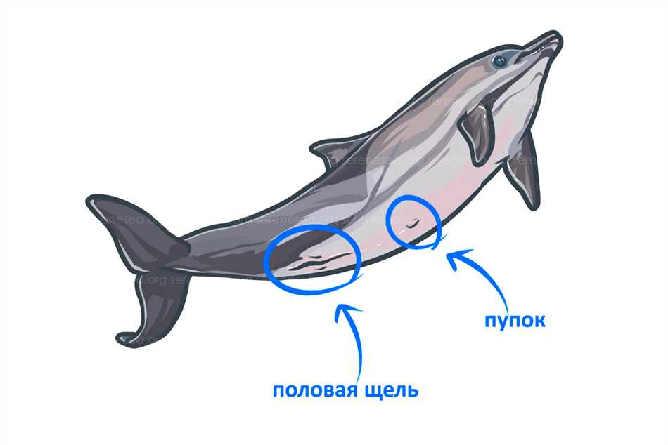 Адаптации к водной среде