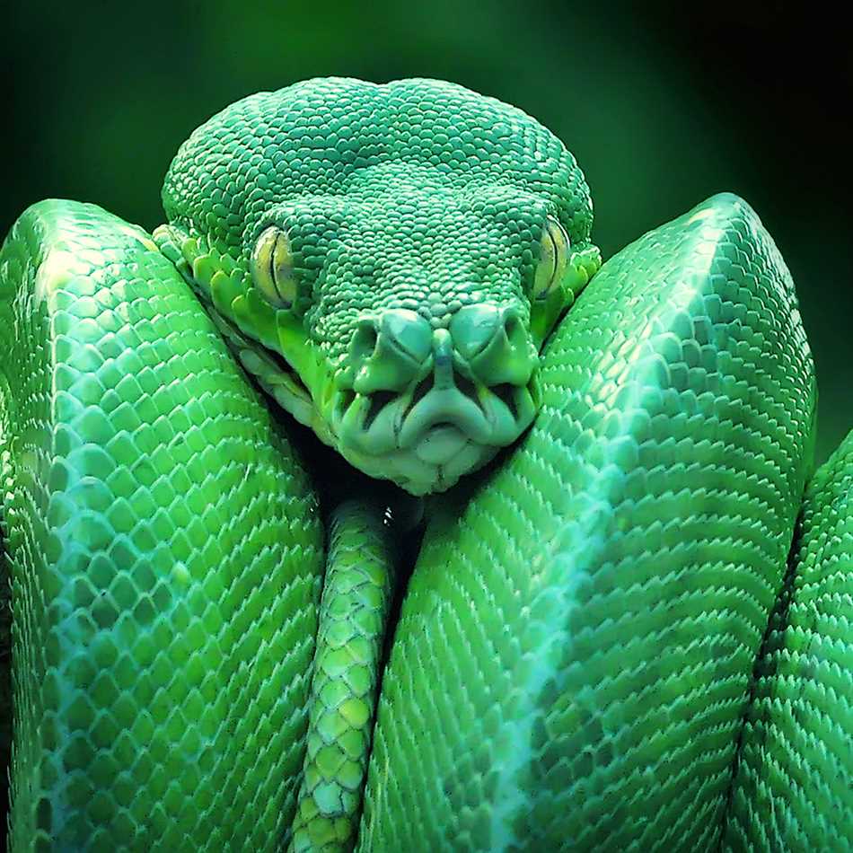 Самая ядовитая змея: Внешний вид