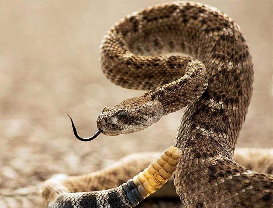 Самая ядовитая змея: Коричневая мокассиновая змея