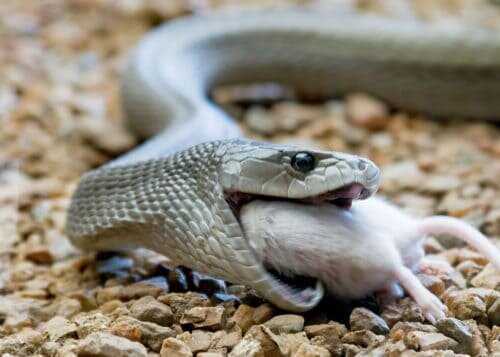Какая самая ядовитая змея в мире 1 место где живёт?