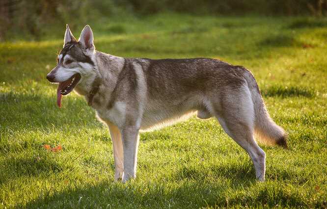 Признаки сходства между собакой и волком