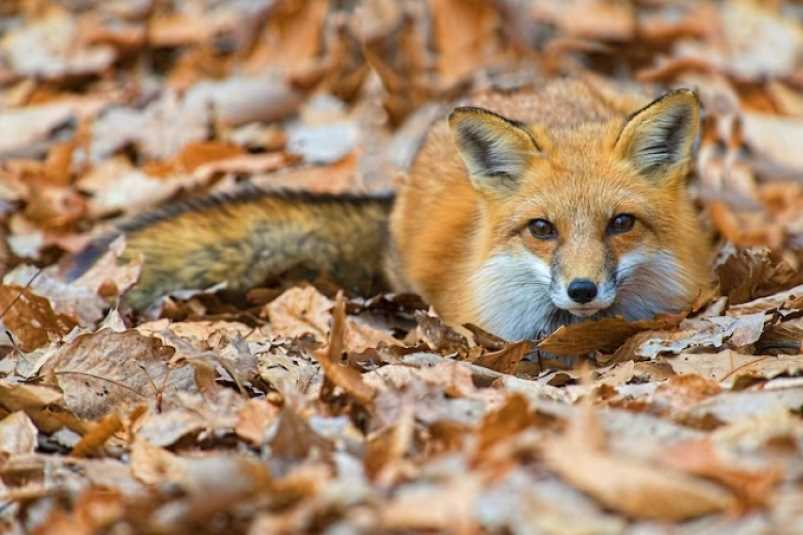 Природа и образ жизни лисы