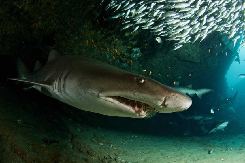 Естественное поведение акул