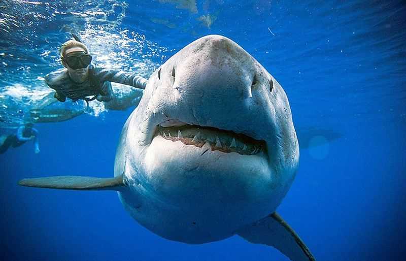 Какие акулы считаются безопасными для людей?