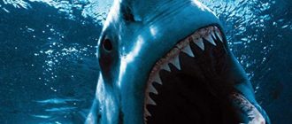 Опасные акулы: какие виды следует избегать
