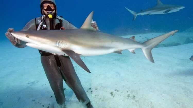 Архина акула (Bull Shark)