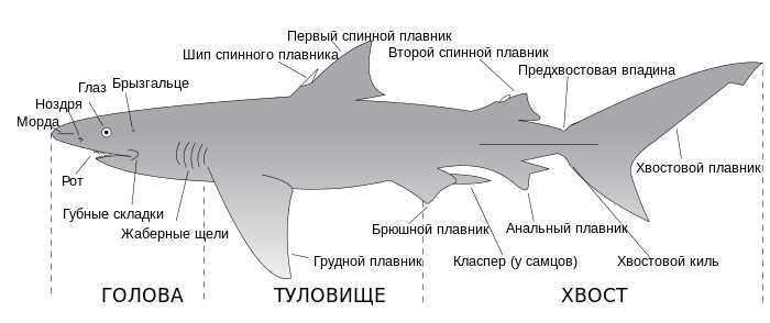 Млекопитающие акулы