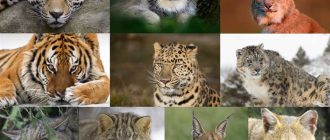 Кошки семейства кошачьих: виды и особенности.