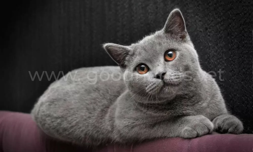 Русская голубая кошка