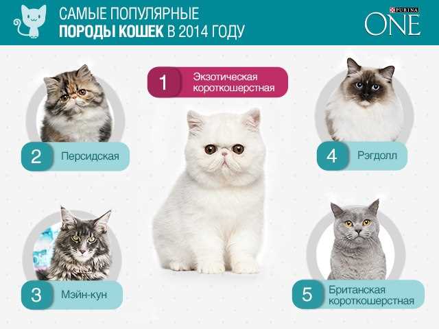 Какие бывают породы кошек в России?